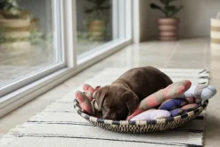 Ashi Hundelegetøj - Stor