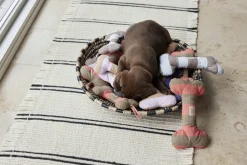 Ashi Hundelegetøj - Stor