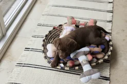 Ashi Hundelegetøj - Stor