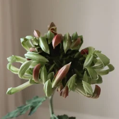 Chrysanthemum Flower