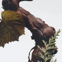 Cypres & Grapevine Cologne Intense