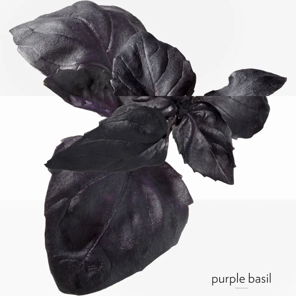 **EAU DE BASILIC POURPRE NATURAL SP