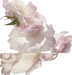 Eau de pamplemousse rose Eau de Cologne