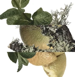 Eau d'orange verte Eau de Cologne