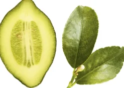 Giorgio Armani Acqua di Gioia Eau de Parfum