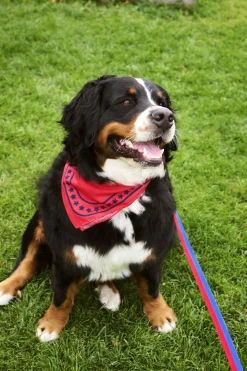 HAY Dogs Leash-Flat M/L-Red, blue