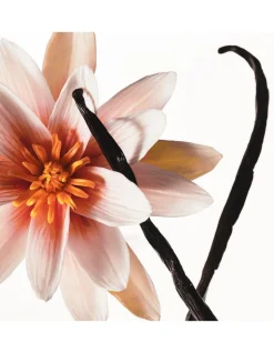 Kylie Jenner Hair & Body Mist Vanilla Dew 236 ml