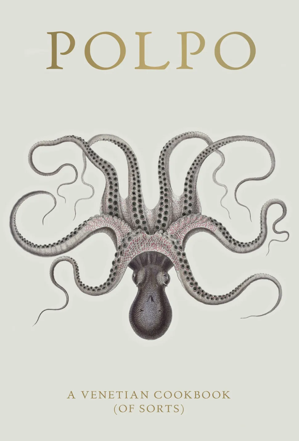 Polpo