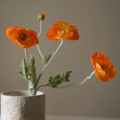 Poppy Flower