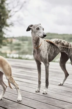 Robin Hundehalsbånd - Ekstra Stor