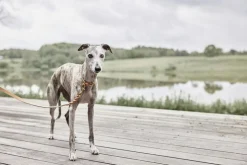 Robin Hundehalsbånd - Ekstra Stor