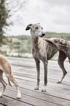 Robin Hundehalsbånd - Lille
