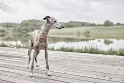 Robin Hundehalsbånd - Medium