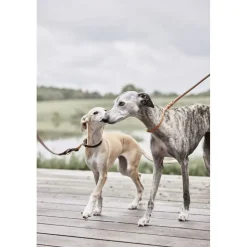 Robin Hundehalsbånd - Medium