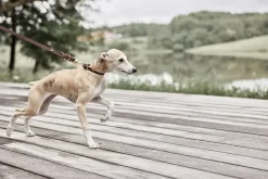 Robin Hundehalsbånd - Stor