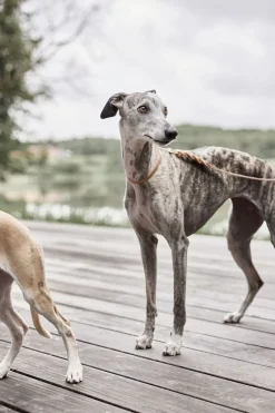 Robin Hundehalsbånd - Stor