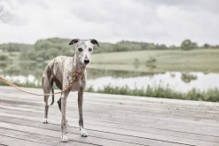 Robin Hundehalsbånd - Stor