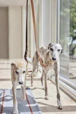 Robin Hundesnor - M/L