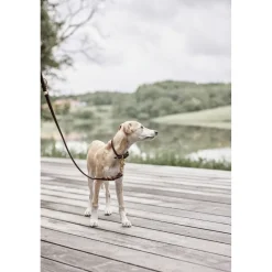 Robin Hundesnor - M/L