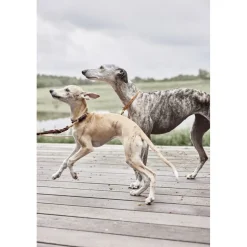 Robin Hundesnor - M/L