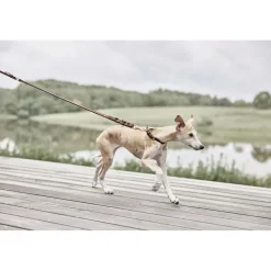 Robin Hundesnor - M/L