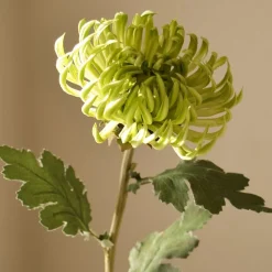 Semi-Cactus Dahlia Flower