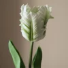 Small Parrot Tulip Flower